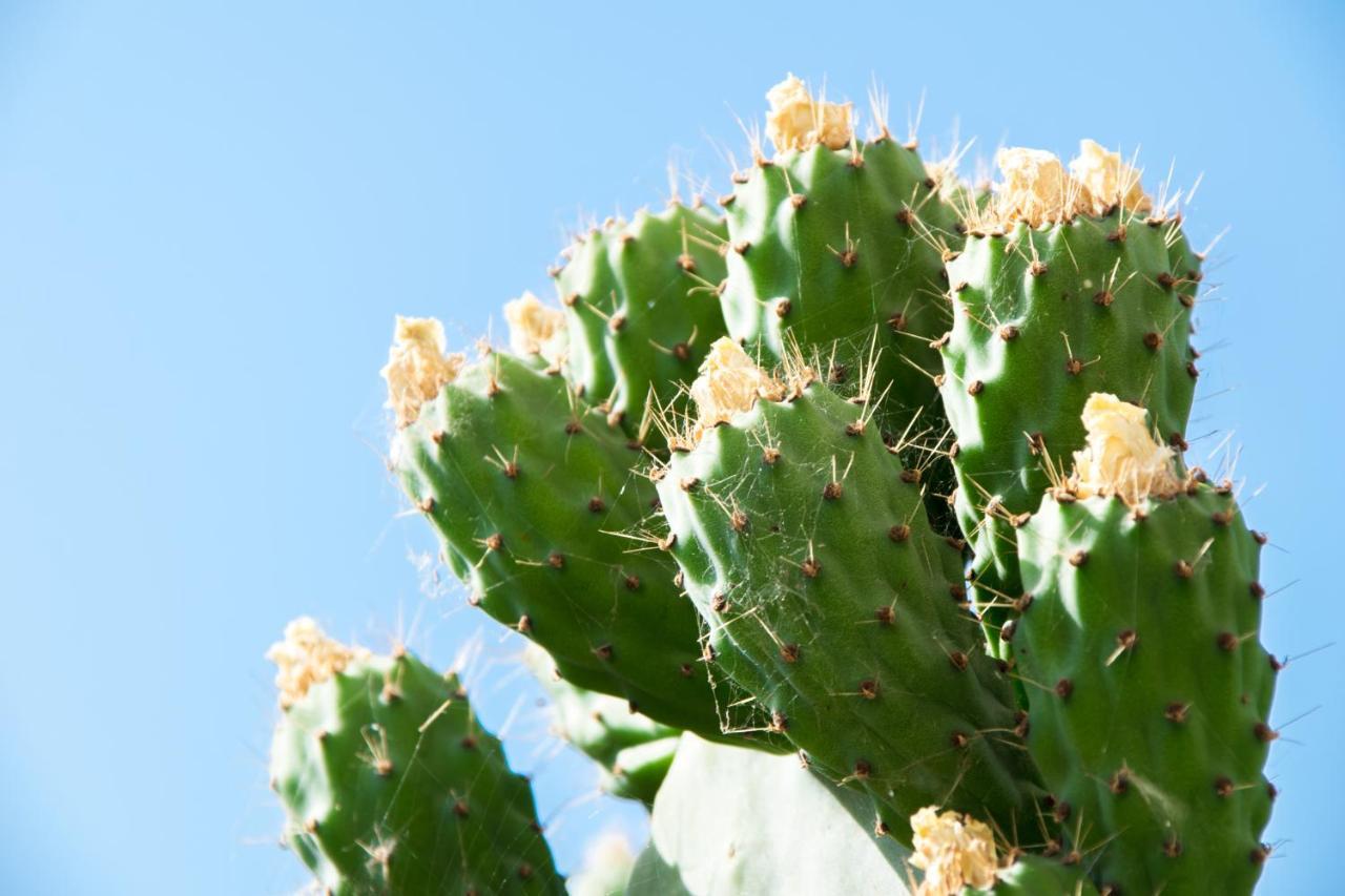 The Prickly Pear Apartment Ханя Екстериор снимка